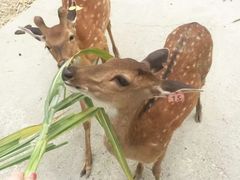 -鹿境梅花鹿生态园区