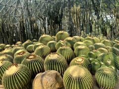 -深圳仙湖植物园