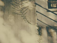 -上海佘山国家森林公园西佘山园