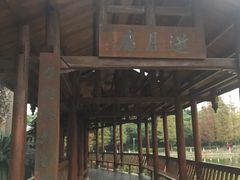 -金花茶公园