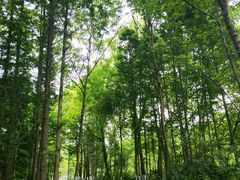 -桤木河湿地公园