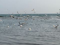 -老虎石海上公园