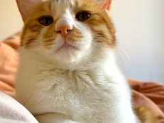 -纳吉亚猫专科动物医院·北北分院