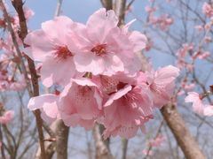 -顾村公园