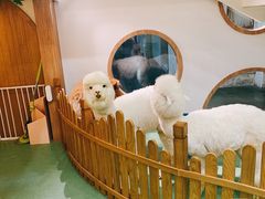 -藦茜花园宠物主题亲子互动体验馆(国顺东路店)