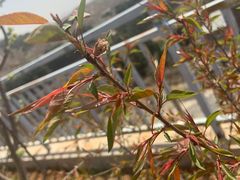 -梨木台悦来客农家院