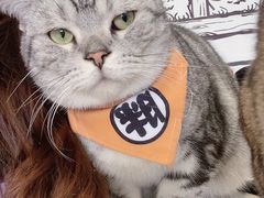 -白夜2D咖啡馆