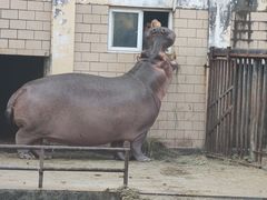 -合肥野生动物园