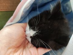 -御宝贝·A梦猫科宠物医院(国际猫友好医院)