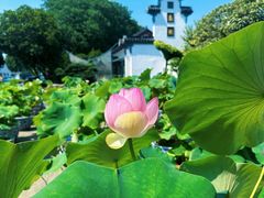 -无锡蠡湖国家湿地公园-蠡园