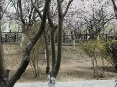 -桃花堤公园