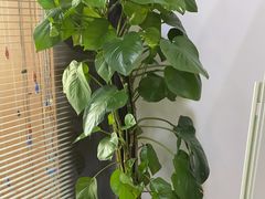 -自然之声助听器·呼吸机(和平店)