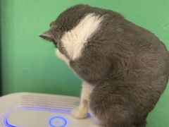 -猫色咖啡·猫咖