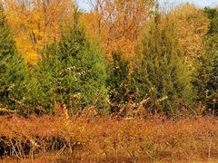 -永定河休闲森林公园