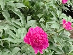 -莲花池公园