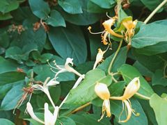 -北京大学燕东园