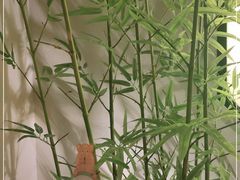 -小厨娘淮扬菜(六合欢乐港店)