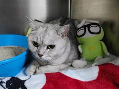 -纳吉亚猫专科动物医院·北北分院