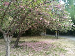 -莲花池公园