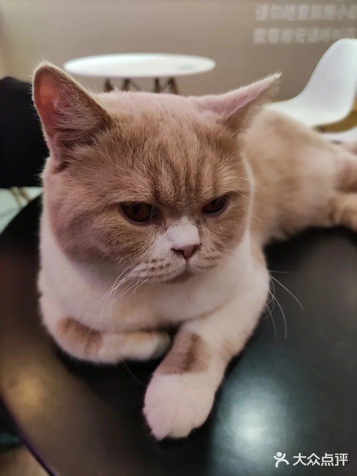 148元，猫咪陪玩一整天！