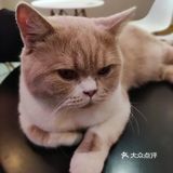 148元，猫咪陪玩一整天！