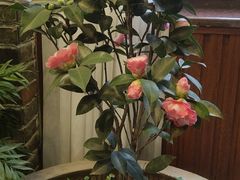 -湖光月色临湖音乐餐厅(台儿庄古城店)