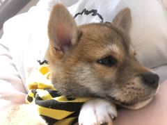 -逗柴咖啡屋·狗咖猫咖宠物桌游