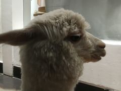 -Heymao猫咖.咖啡厅(东门店)