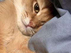 -翊宠yipet猫狗购宠庄园犬舍•猫舍