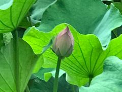 -四川大学(华西校区)