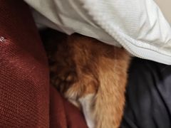 -小伙伴宠物医院•急重症转诊中心·老年专科·犬猫全科(北大街总院)