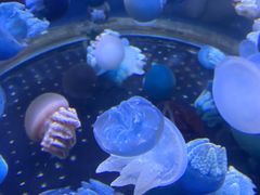 -芜湖新华联大白鲸海洋公园