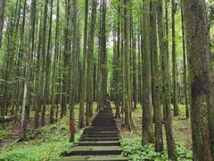 -武陵山森林公园