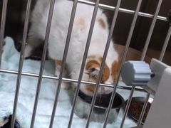 -爱佳宠物中心医院24H·CT·骨外科·猫专科(瑶海万达店)