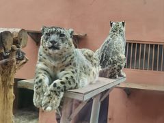 -青藏高原野生动物园