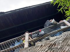 -老界岭旅游度假区
