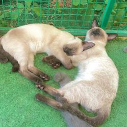 -萌宠亲子动物乐园(槐房万达店)