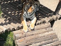 -青藏高原野生动物园