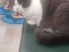 -安格丽娜·狗咖·猫咖羊驼咖(春熙路百盛商场店)