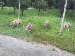 -秦皇岛野生动物园
