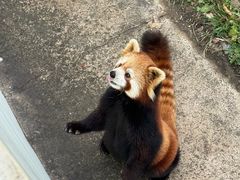 -合肥野生动物园