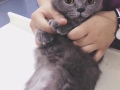 -瑞鹏宠物医院·爱宠堂·骨外专科(西荷分院)