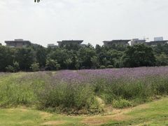 -艾溪湖湿地公园