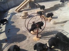 -东方熊牧场