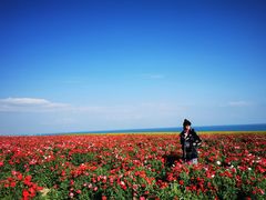 -青海湖国家重点风景名胜区