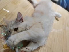 -猫腻·猫咖·撸猫馆(星光大道店)