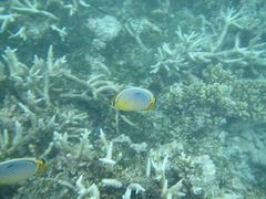 -中央格兰德岛温泉度假酒店 - 全包