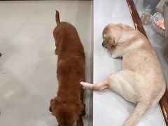 -共舞时光猫咖·狗咖(新街口店)