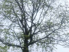 -硗碛藏寨·神木垒景区