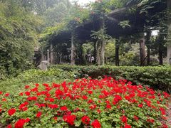 -叶家花园